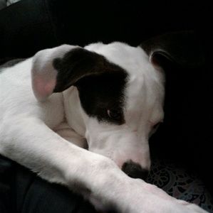 Meet your Posher, Dorothy